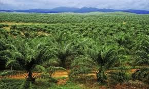 Produksi Sawit Diperkirakan Meningkat Awal Tahun Depan